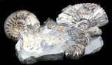 Cretaceous Ammonite (Simbirskites) Cluster - #34682-1